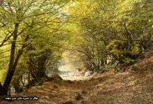 گزارش تصویری از فصل پاییز در جنگل ابر شاهرود